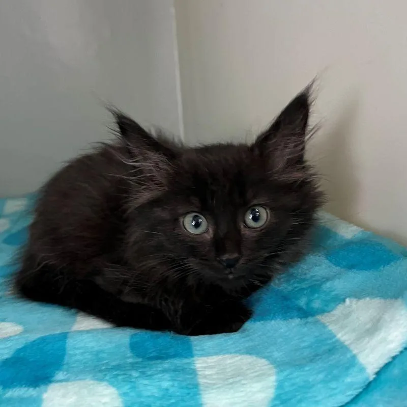 A baby medium-sized male Domestic Long Hair cat named Karter for adoption in Genoa, IL