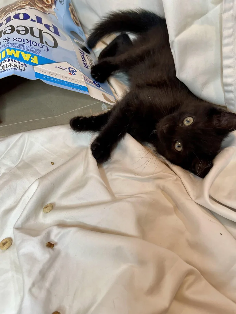 A baby medium-sized female Bombay cat named Cheerio for adoption in Flint Hill, VA
