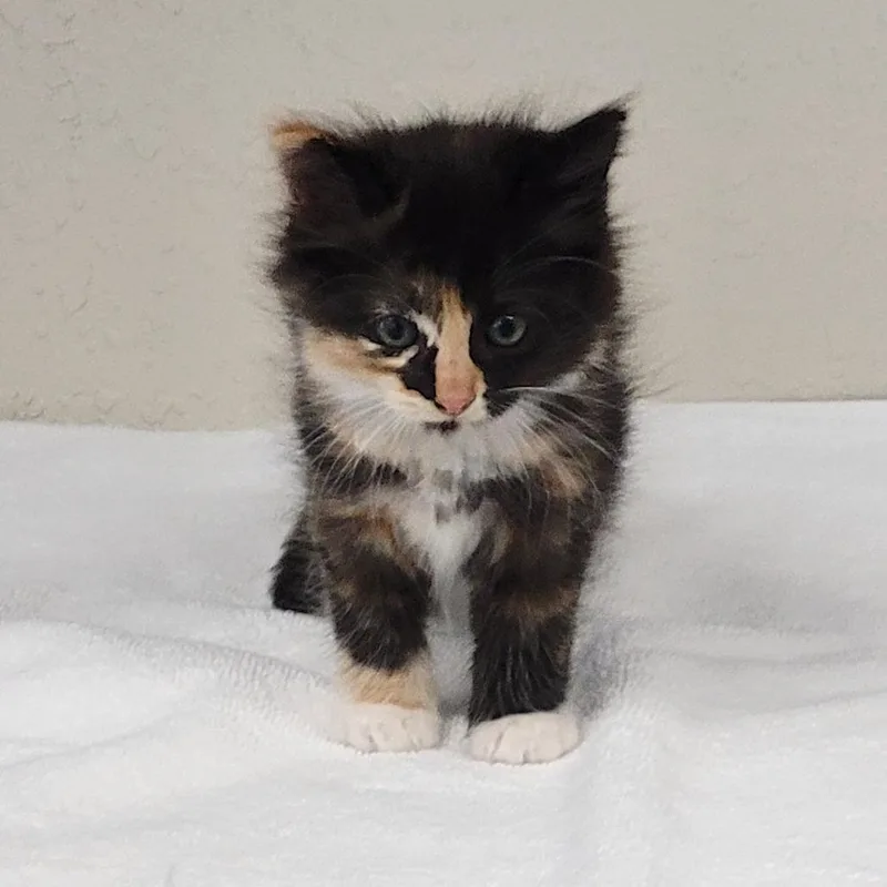 A baby small-sized female Calico Domestic Long Hair cat named Kimiko for adoption in Willows, CA