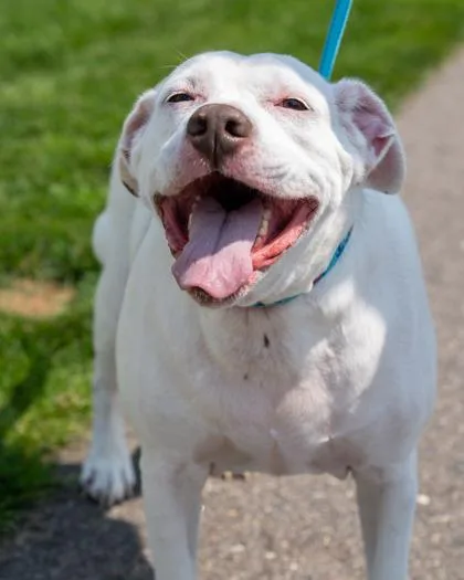 An adult large-sized male English Bulldog dog named Hamm for adoption in Pequot Lakes, MN