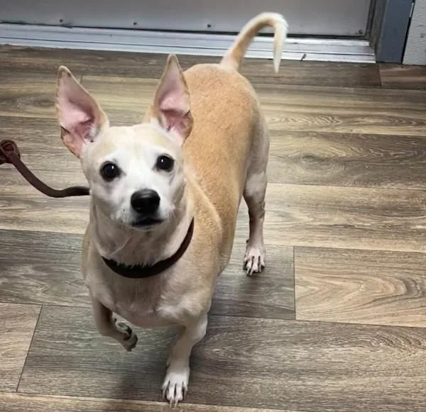 A senior small-sized male Chihuahua dog named Homer for adoption in San Diego, CA