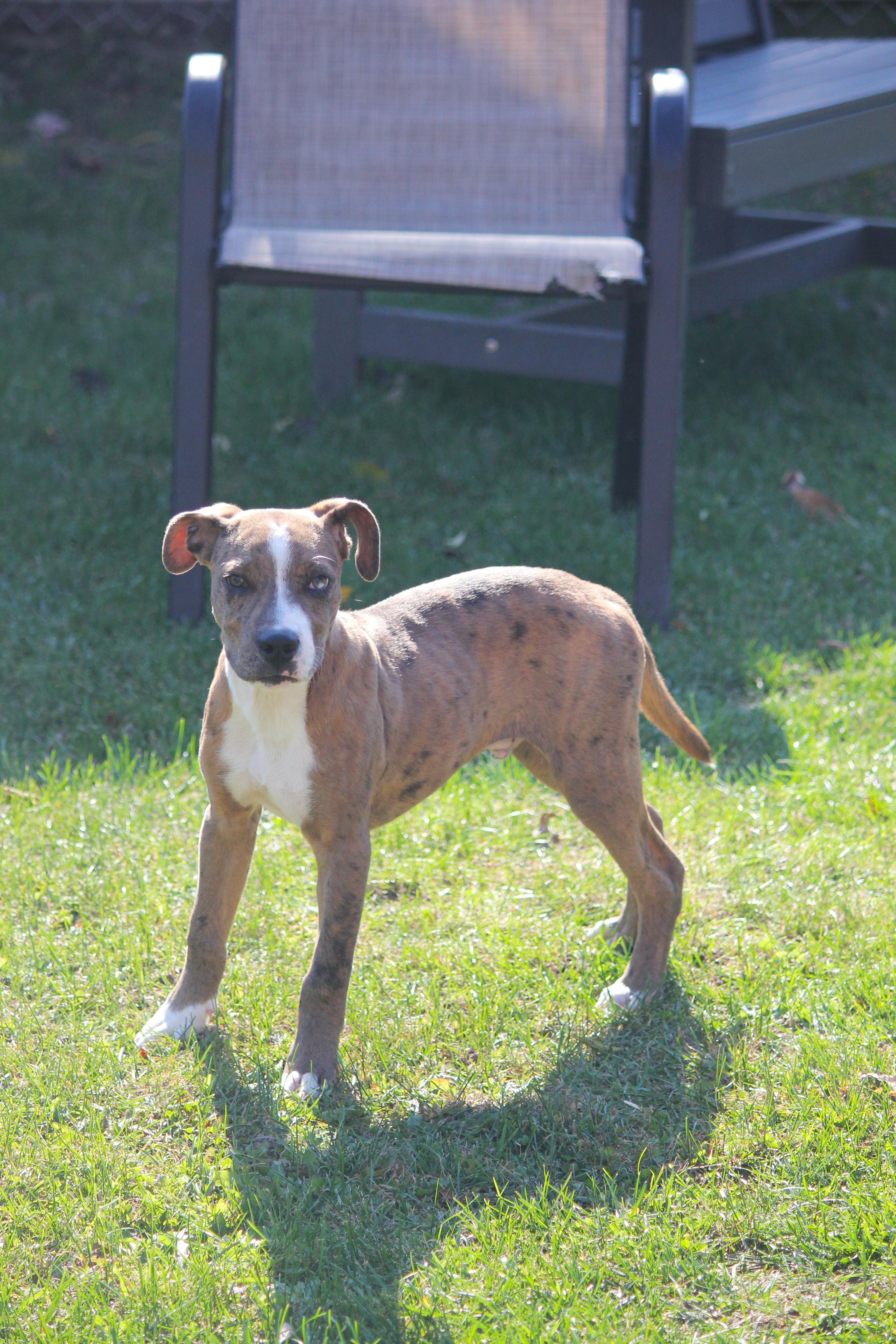 A baby medium-sized male Brown / Chocolate Catahoula Leopard Dog named Cisco for adoption in Hayward, WI