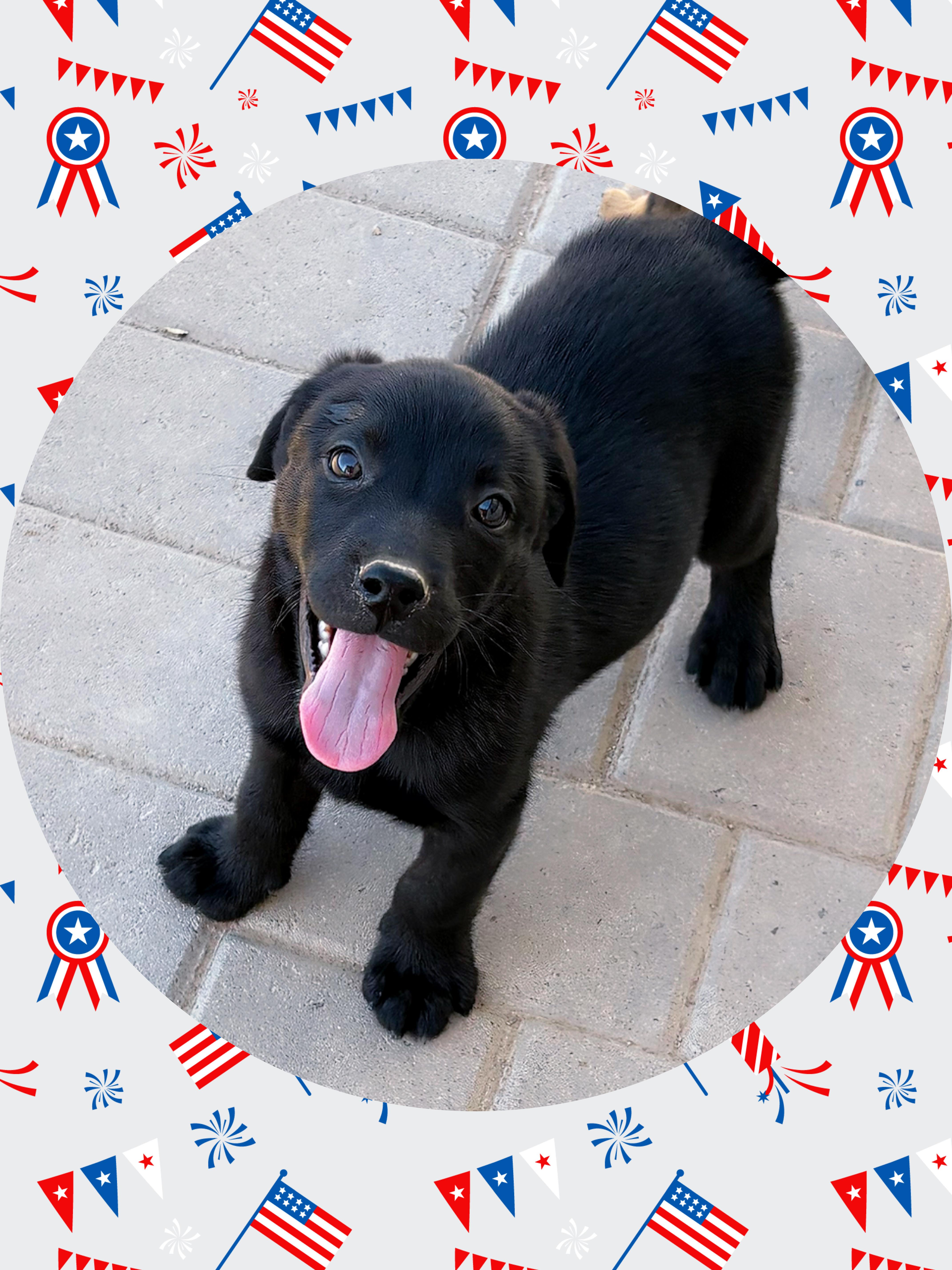 Peanut Black Lab Lover