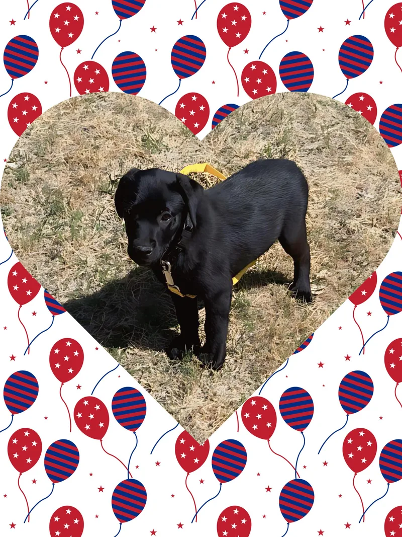 Peanut Black Lab Lover thumbnail 2