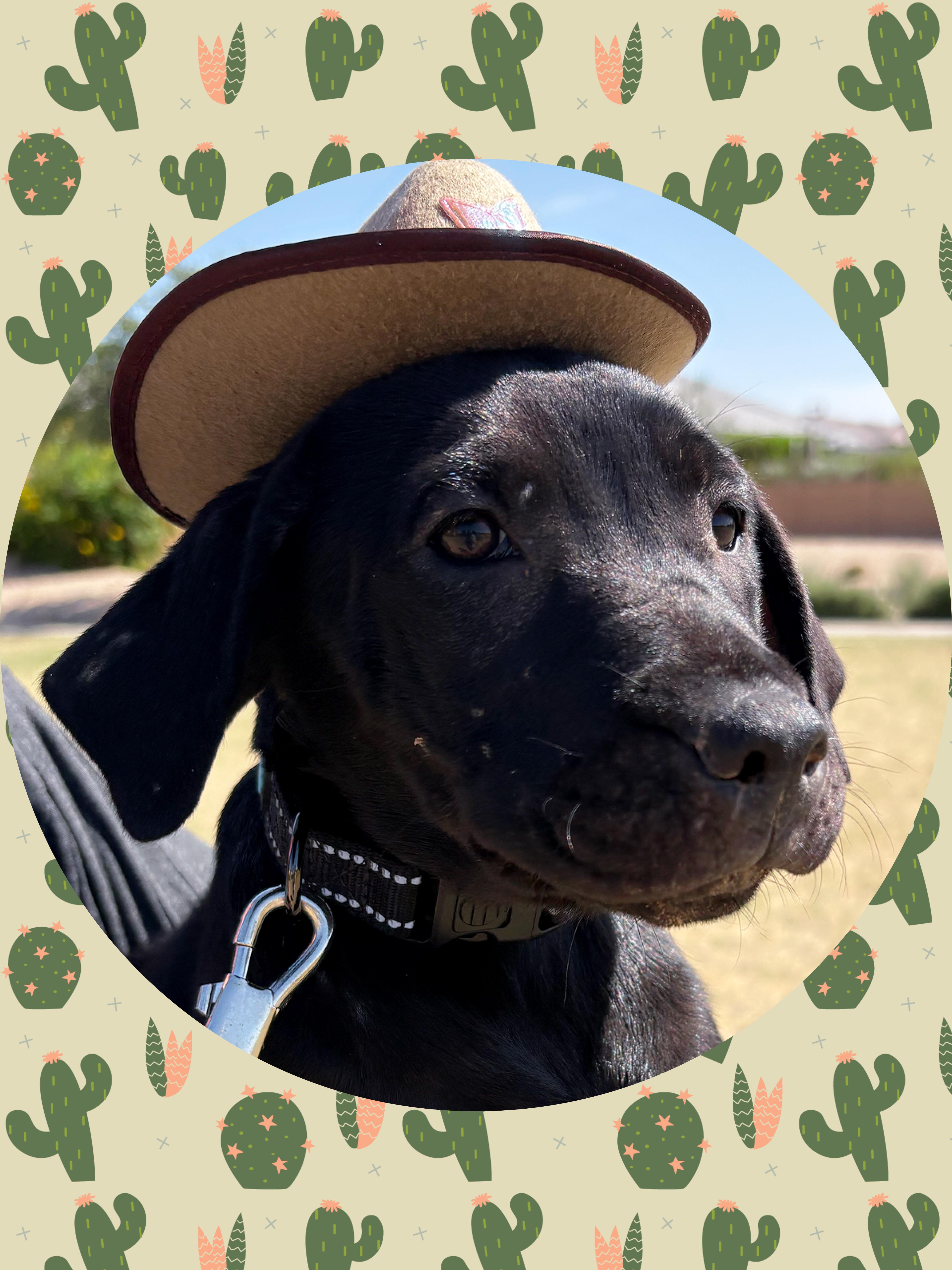 Peanut Black Lab Lover thumbnail 3