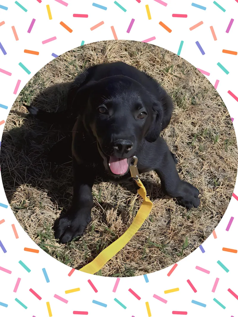 Peanut Black Lab Lover thumbnail 4