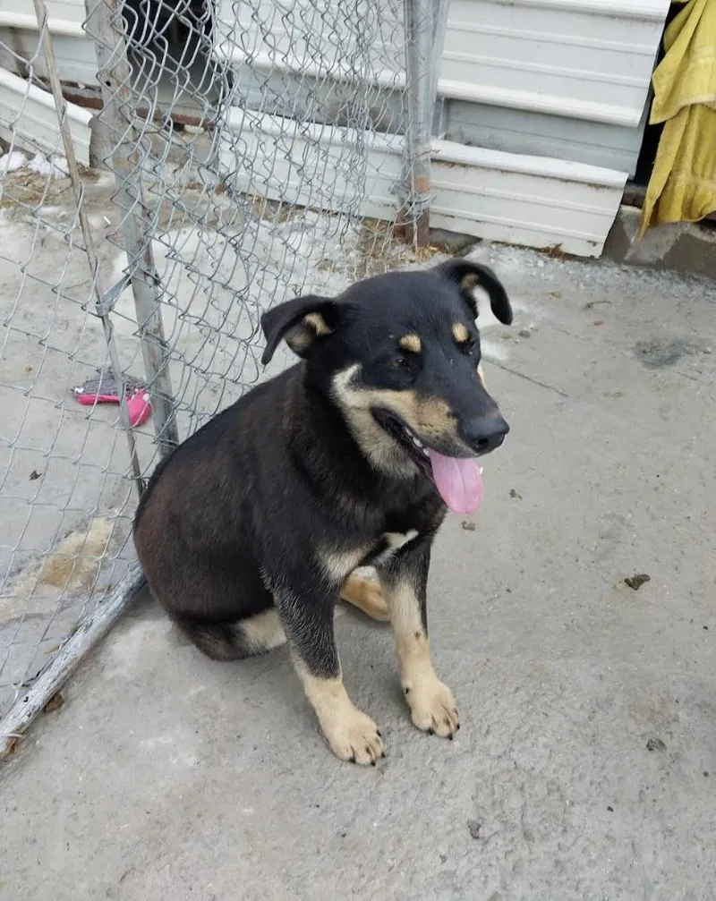 Howard Hooray thumbnail 2