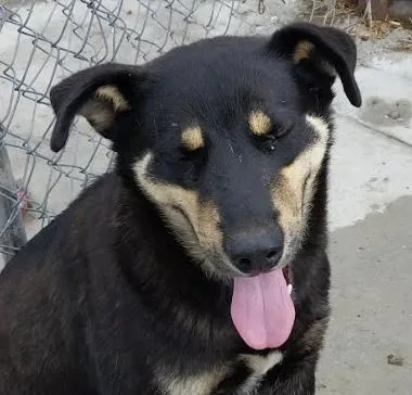 Howard Hooray thumbnail 4