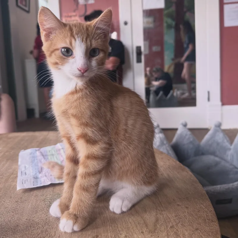 A baby medium-sized male Orange & White Domestic Short Hair cat named Push Pop for adoption in Berkeley Springs, WV