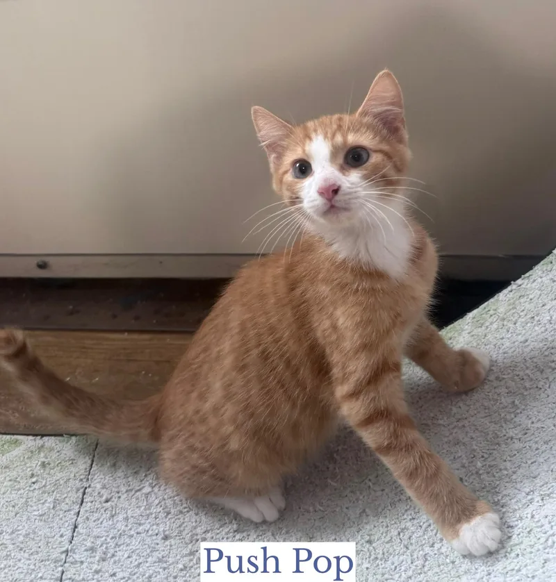 Push Pop thumbnail 2