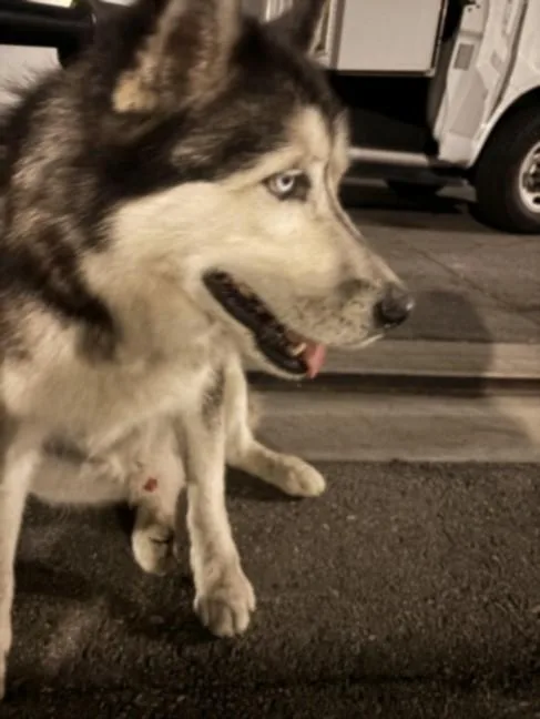 An adult large-sized male Mixed Breed dog named Chico for adoption in Los Angeles, CA