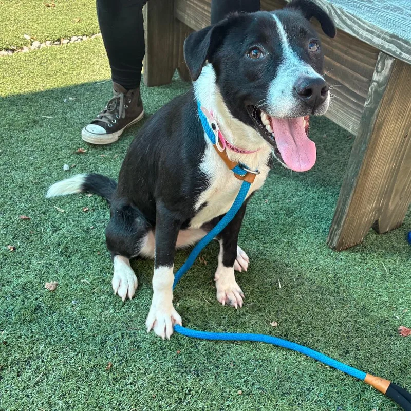 A young medium-sized female Mixed Breed dog named T Elara for adoption in Port Washington, NY