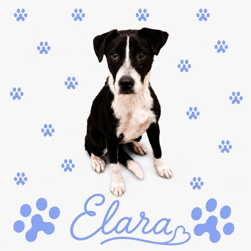 T Elara thumbnail 3