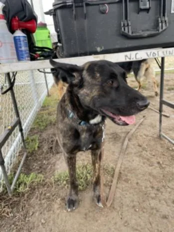 An adult large-sized male German Shepherd Dog dog named Boyd for adoption in Chatsworth, CA