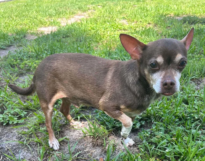 A senior small-sized male Chihuahua dog named Toby for adoption in Sanford, FL