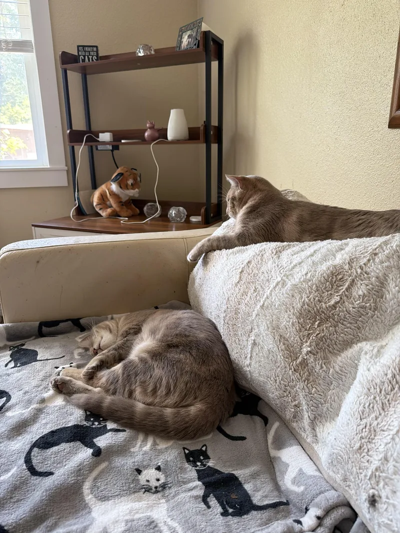 A young medium-sized male Tabby (Buff / Tan / Fawn) Tabby cat named Jimmy for adoption in Woodinville, WA