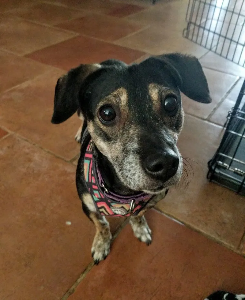 An adult small-sized female Tricolor (Brown, Black, & White) Dachshund dog named Darcie for adoption in Phoenix, AZ