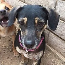 Darcie thumbnail 3