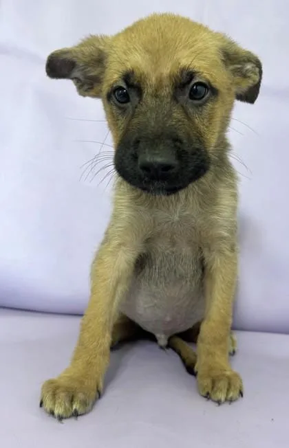 A baby large-sized male German Shepherd Dog dog named Lucky for adoption in Morton Grove, IL