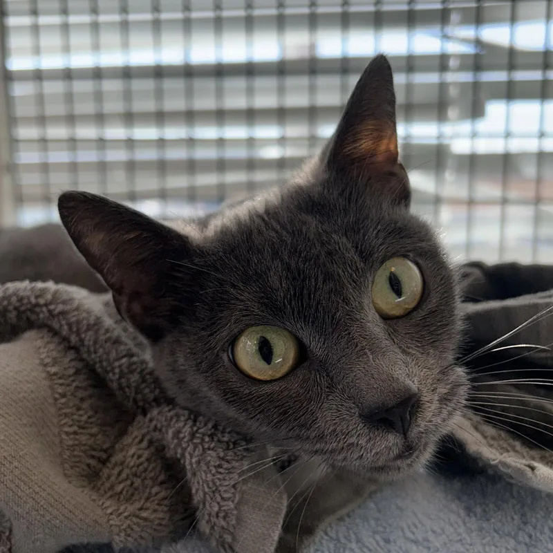 An adult small-sized female Gray / Blue / Silver Domestic Short Hair cat named Dusk for adoption in Burlingame, CA