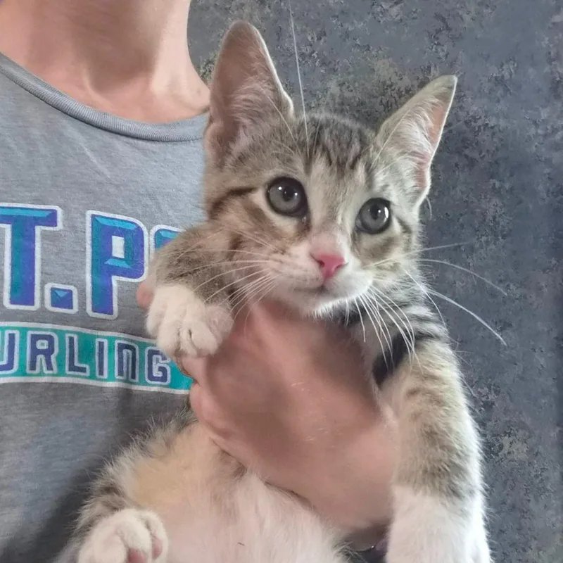 A baby small-sized female Brown / Chocolate Domestic Short Hair cat named Little Bit C for adoption in Minnetonka, MN