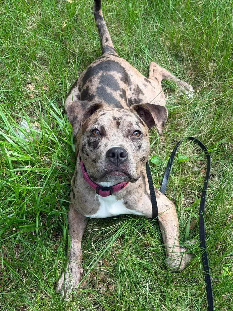 A young medium-sized female Pit Bull Terrier dog named Halina for adoption in Waterloo, IA