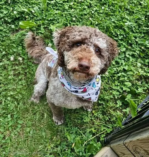 An adult medium-sized male Poodle dog named Tuk Tuk for adoption in Kettering, OH