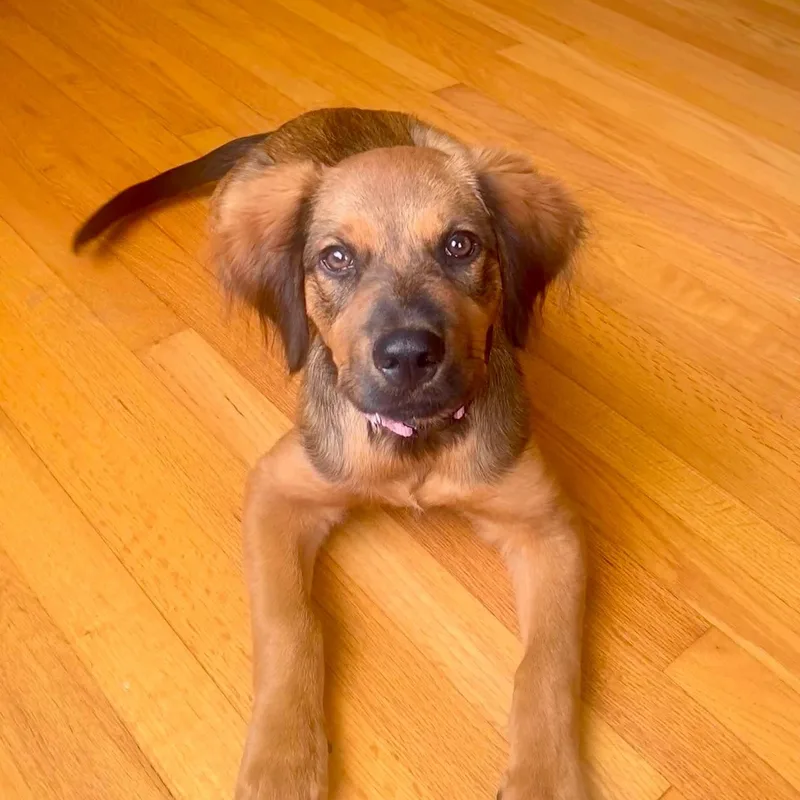 A baby medium-sized female Hound dog named Cocoa for adoption in West Haven, CT