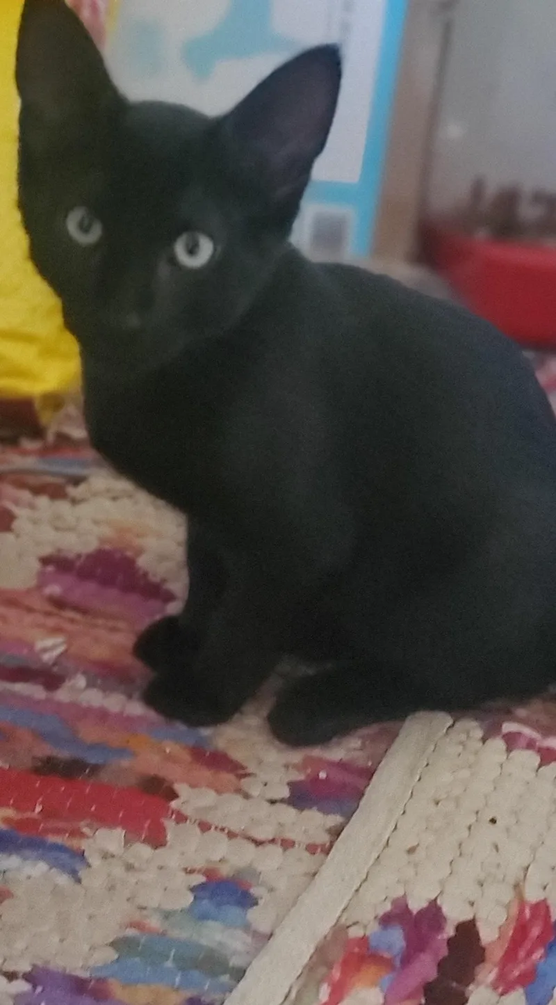 A baby medium-sized male Black Domestic Short Hair cat named Batman for adoption in Stockholm, WI