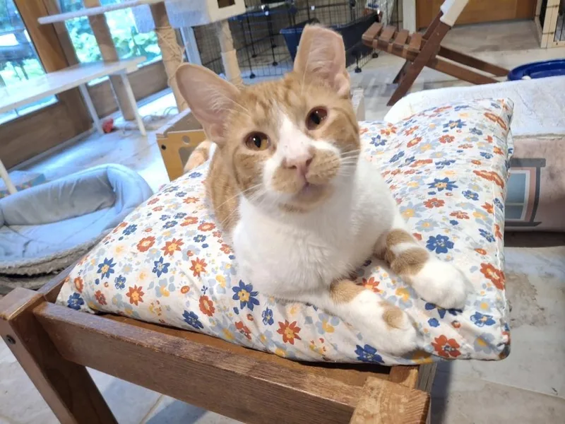 A young medium-sized male Domestic Short Hair cat named Napoleon G. for adoption in Peoria, IL
