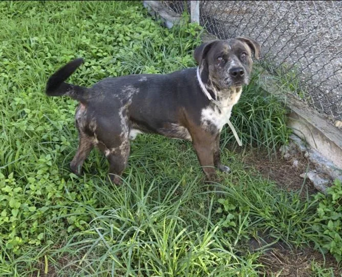 An adult medium-sized male Staffordshire Bull Terrier dog named Earle for adoption in Houston, TX