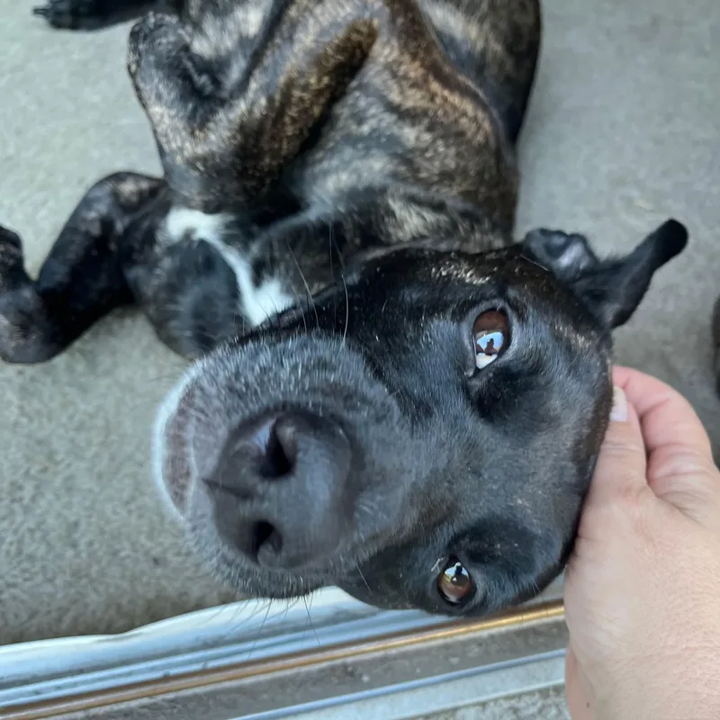 An adult medium-sized female Dutch Shepherd dog named Aubrey for adoption in Warren, RI