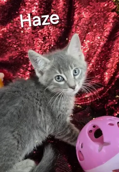 A baby small-sized male Domestic Medium Hair cat named Haze for adoption in Conway, SC