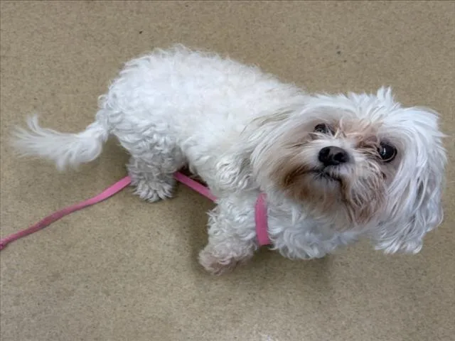 Gizmo