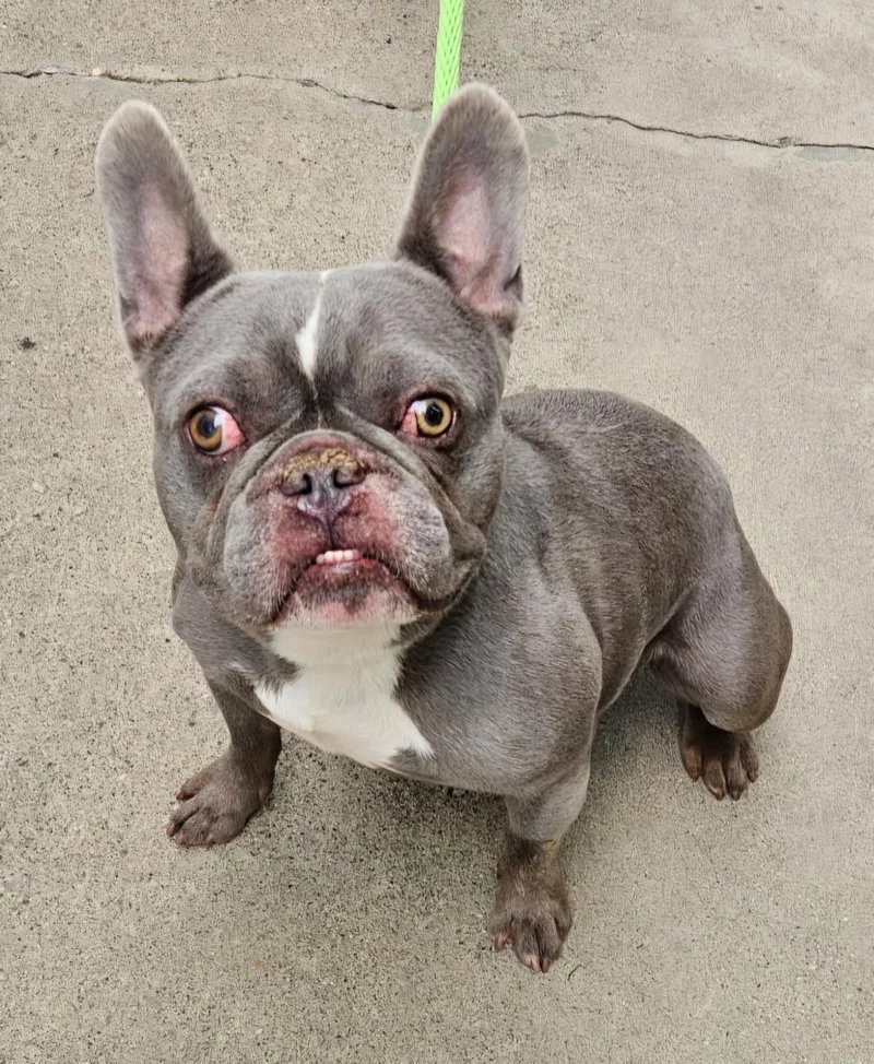 An adult medium-sized male French Bulldog dog named Toshi for adoption in Salt Lake City, UT