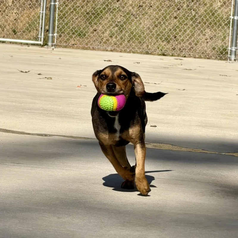 A young small-sized female Beagle dog named Mabel for adoption in Bryson City, NC