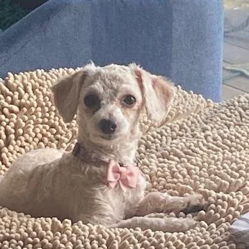A young small-sized female White / Cream Miniature Poodle dog named Savannah for adoption in Chaska, MN