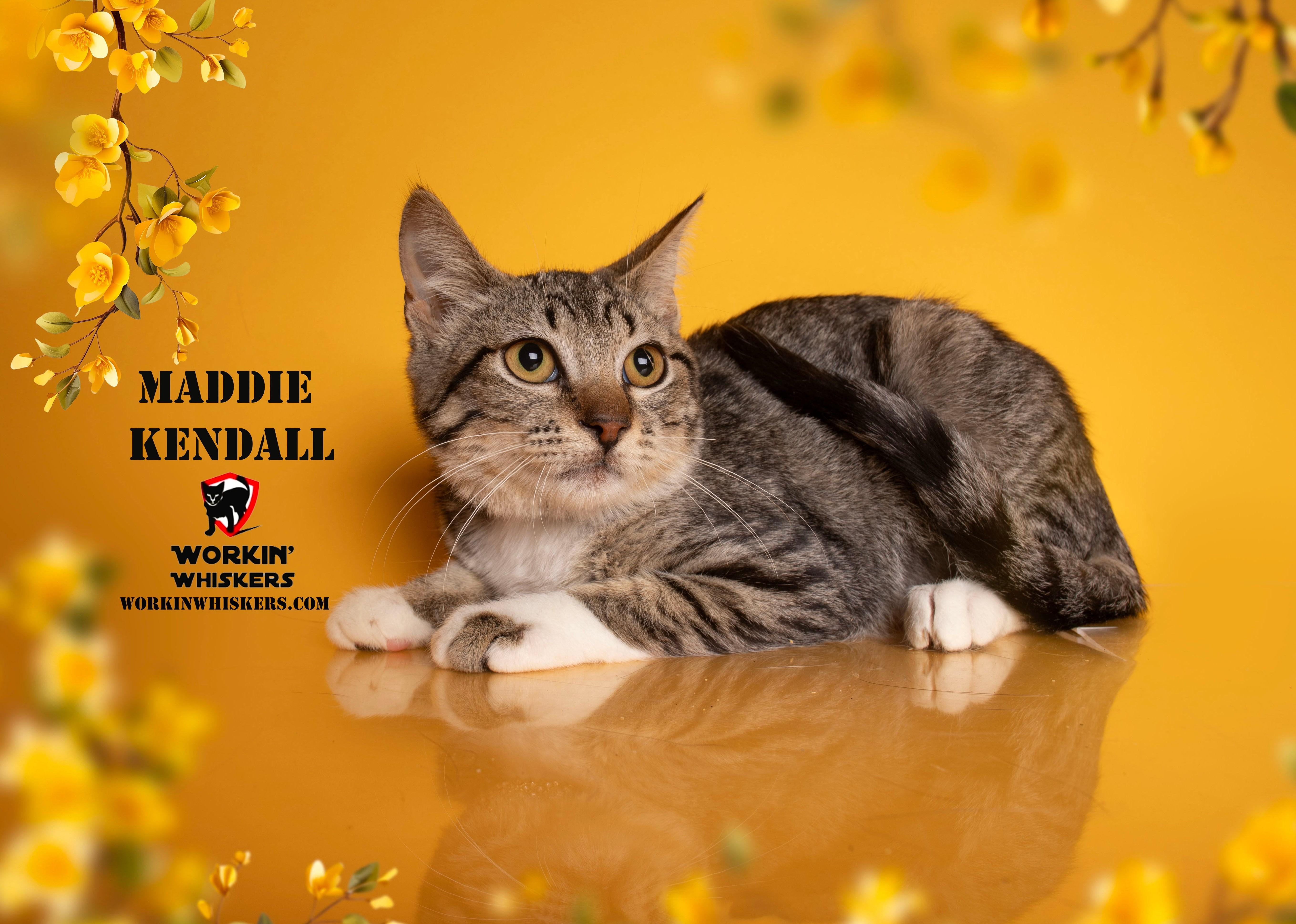A young medium-sized female White Egyptian Mau cat named Maddie Kendall for adoption in HEMET, CA