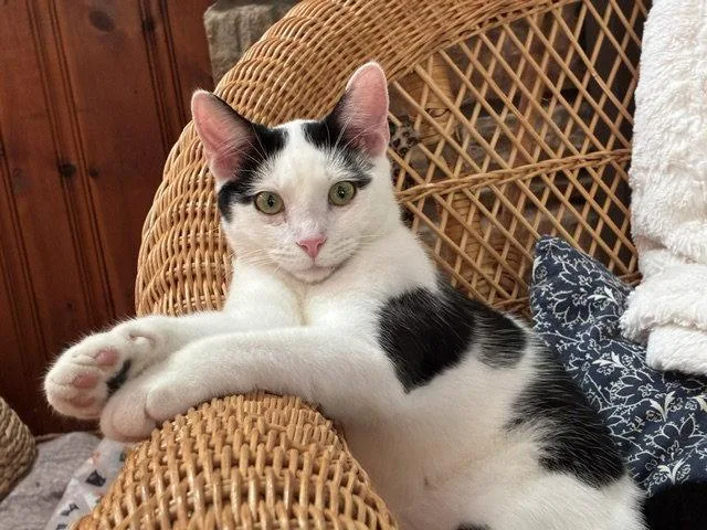 A young medium-sized male Domestic Short Hair cat named CowboyDC for adoption in Greenville, DE