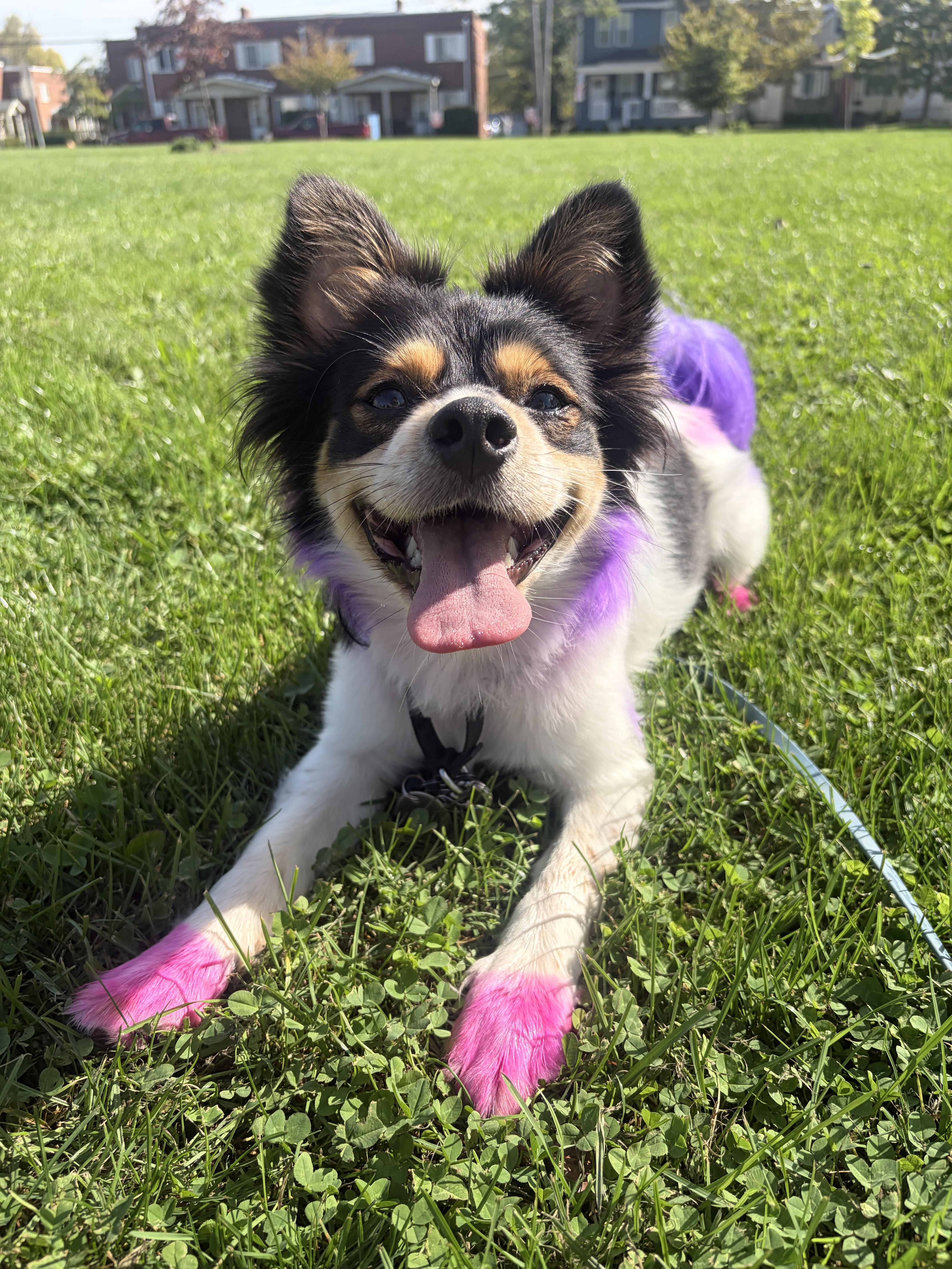 An adult small-sized male Pomeranian dog named Trucker for adoption in Plain City, OH