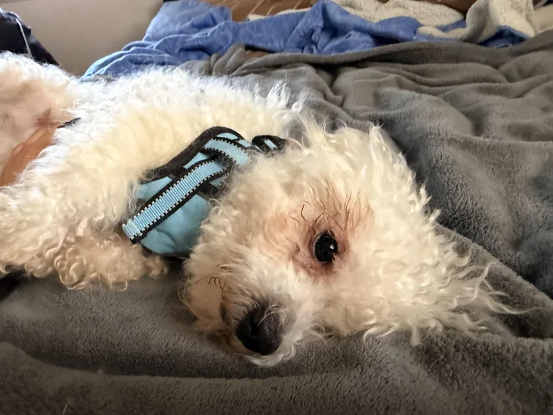 Mochi thumbnail 2
