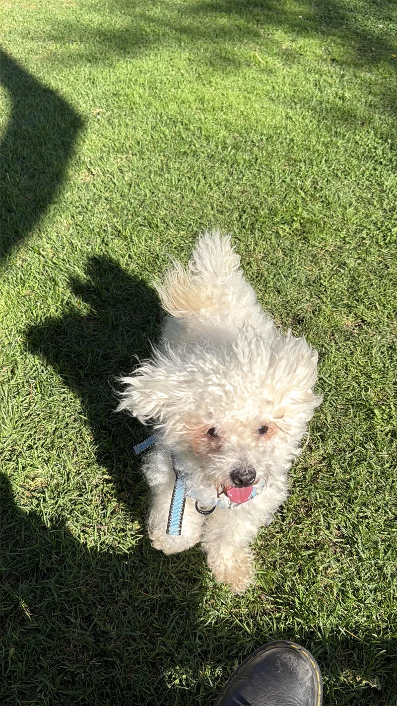 Mochi thumbnail 4