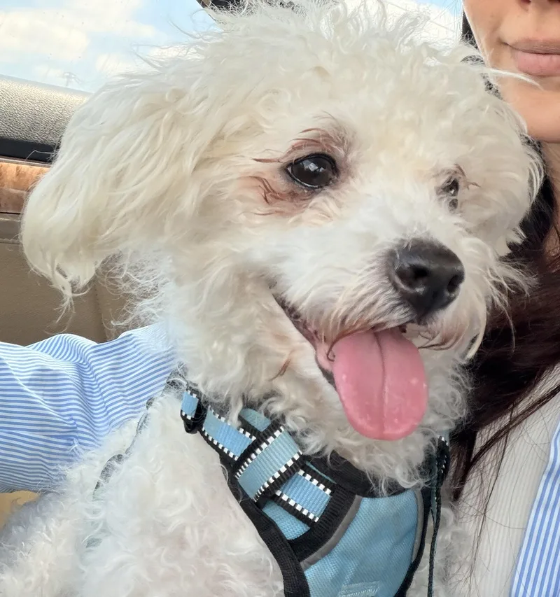 Mochi thumbnail 5