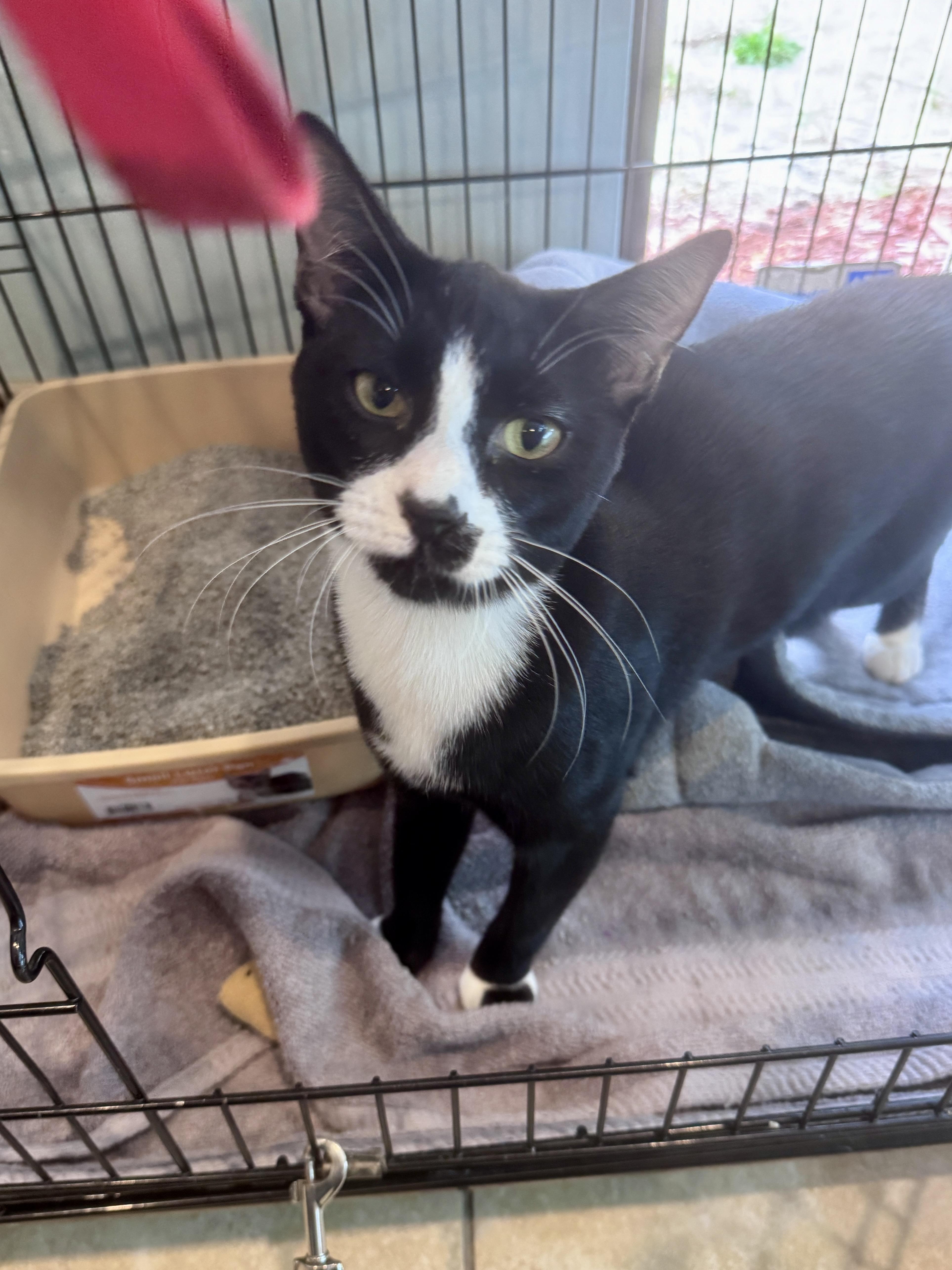 A young medium-sized male Tuxedo cat named Henry for adoption in Gainesville, FL