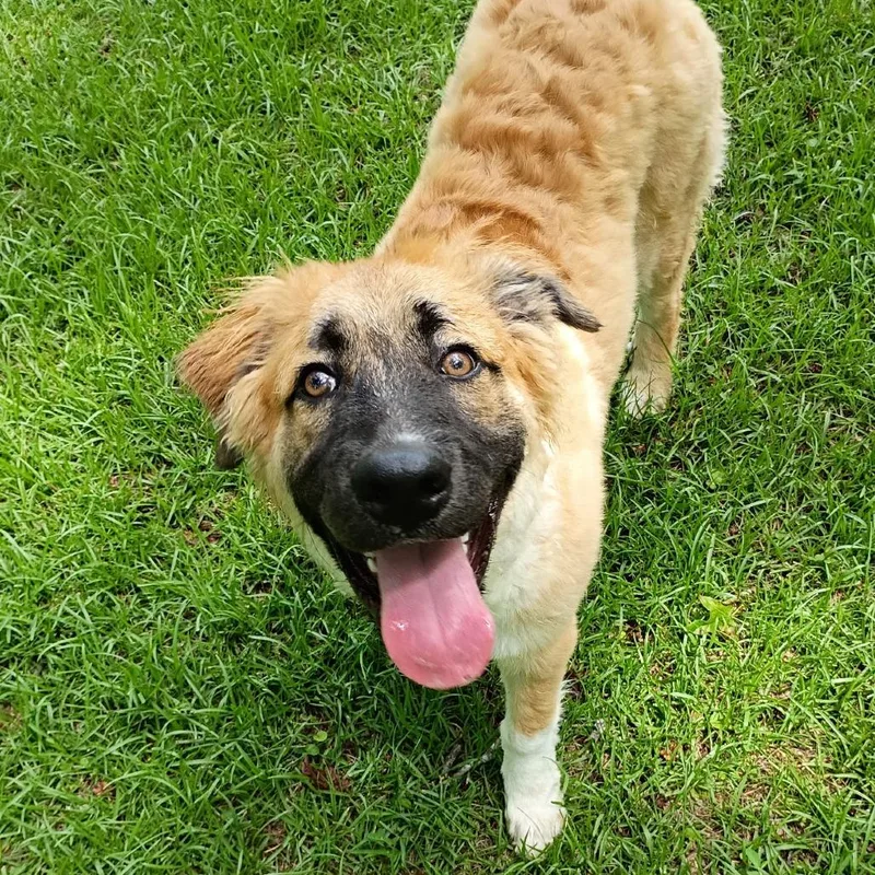 A young medium-sized male Brown / Chocolate Great Pyrenees dog named Tomei for adoption in Tyler, TX