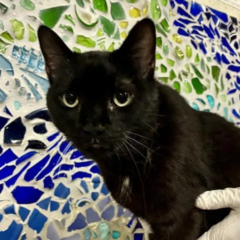 An adult large-sized female Domestic Short Hair cat named Mila for adoption in Pensacola, FL