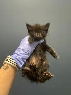 A baby small-sized female Domestic Short Hair cat named Lilith for adoption in Miami, FL