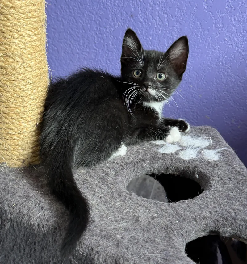 Luna and Cosmo thumbnail 3