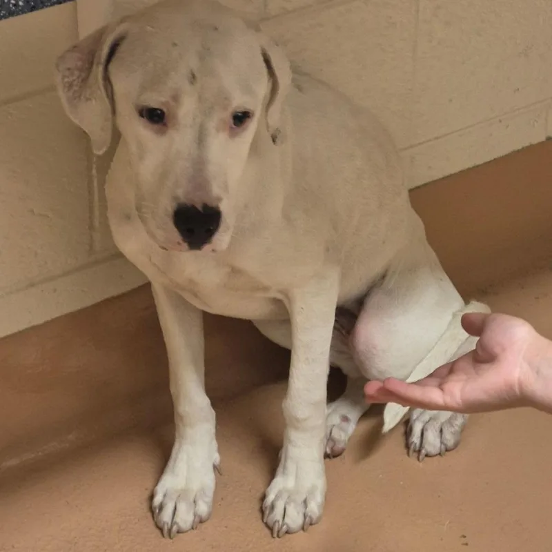 A young medium-sized female White / Cream Mixed Breed dog named StrayHoweAvenue for adoption in Columbus, GA