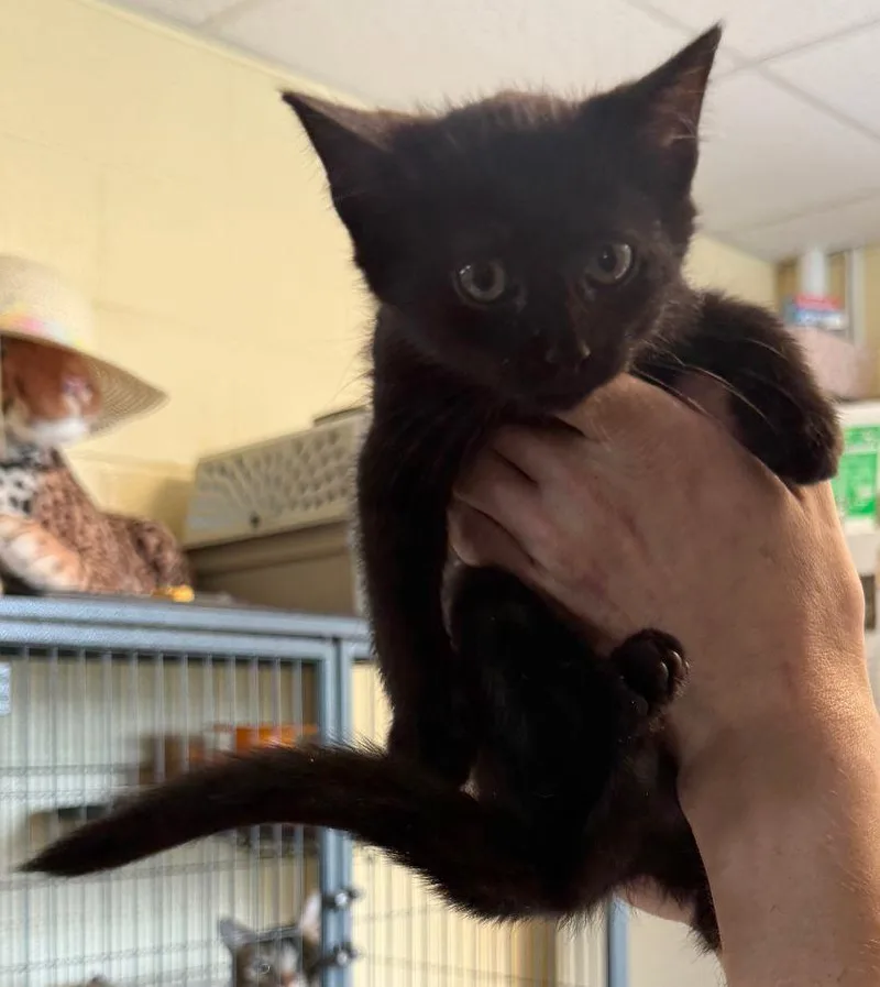 A young small-sized female Domestic Short Hair cat named Godivia for adoption in Staley, NC